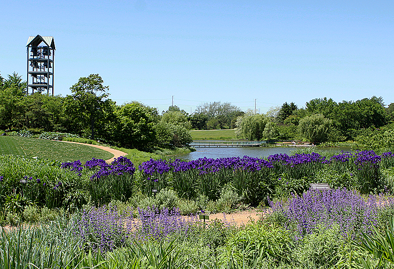 Study in Purple - Cat Mint; Irises