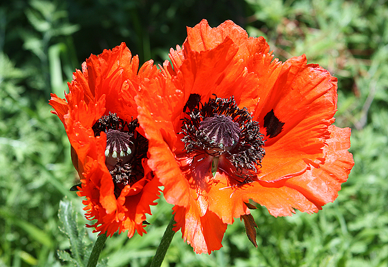 Glencoe Botanic Gardens, May 2010