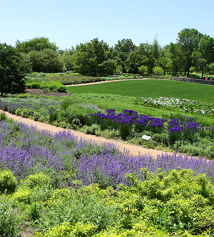 Catmint/Iris