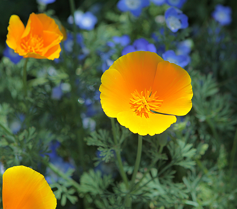 California Poppy