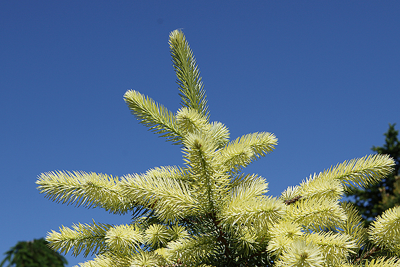 Yellow New Growth on Pine