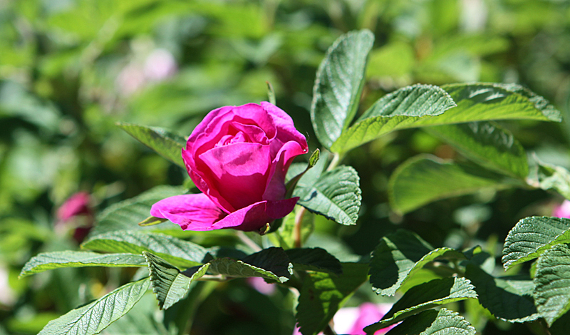 Rose blossom almost open