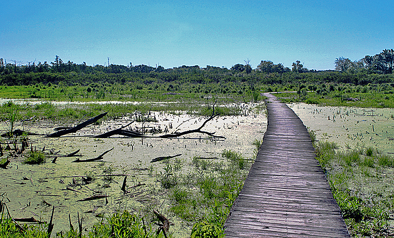 Quaking bog