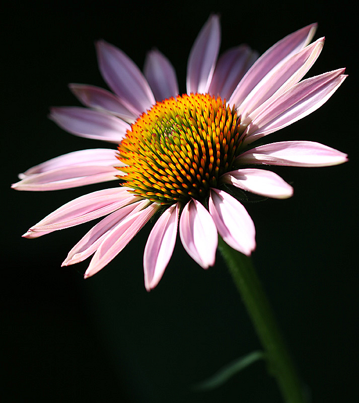 Purple Coneflower