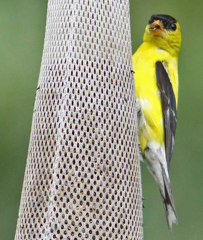 In our backyard; whatever. Brilliantly colored birds