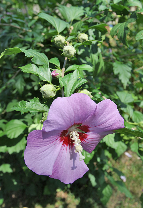 This shrub has been blooming like crazy this year