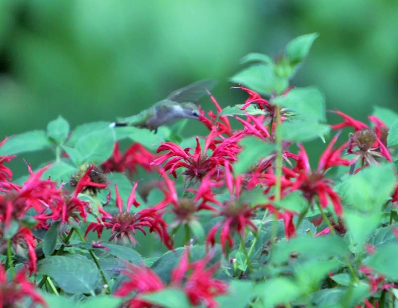 Hummingbird, bee balm