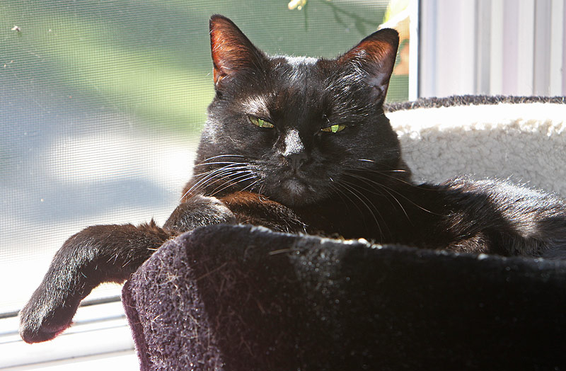 Taylor chilling in her bed; rough being a cat