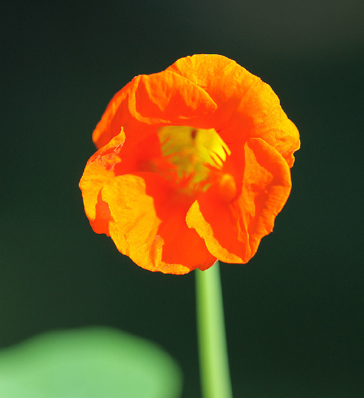 Nasturtium blossom