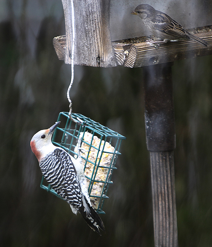 At the suet feeder; sparrow above