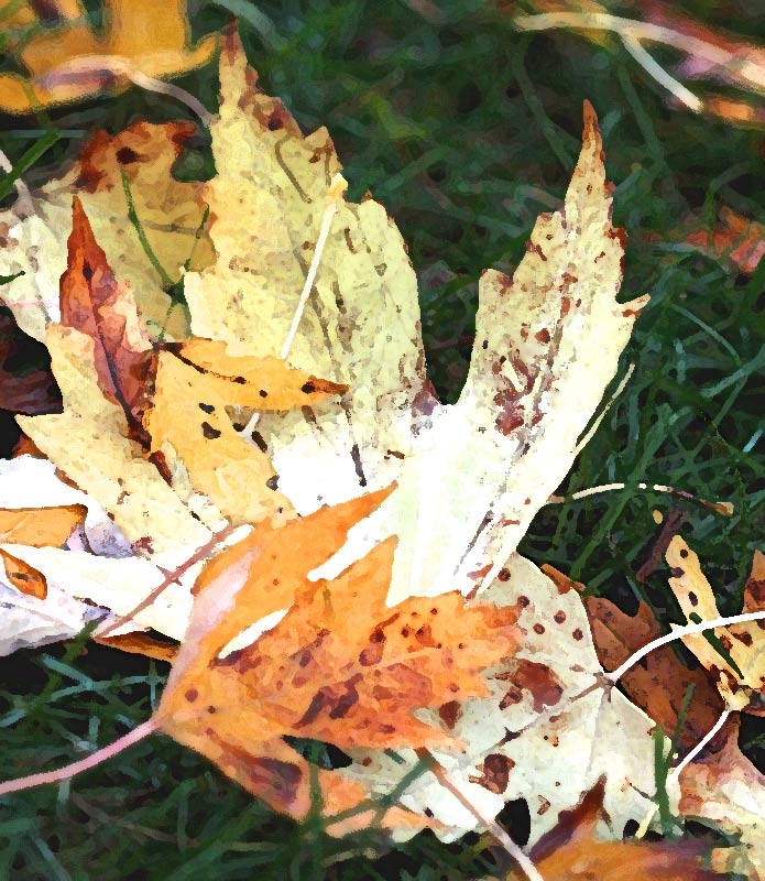 Maple leaves, 2011