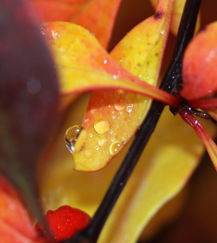 After rain; beautiful fall colors