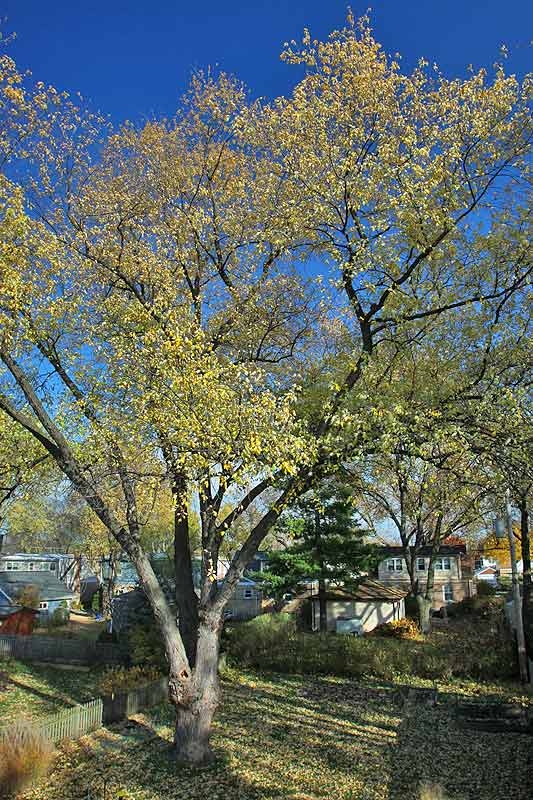 Fall 2011, backyard maple