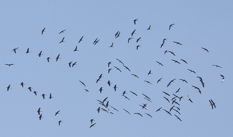 Sand cranes migrating north