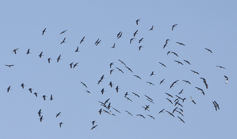 Milling around in the sky way up over the house