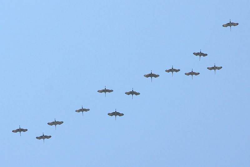 Sand cranes migrating north