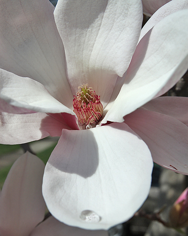 Magnolia blossom, after rain