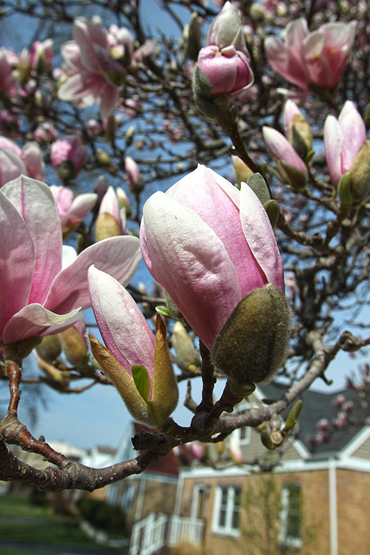 Magnolia blossoms are coming!