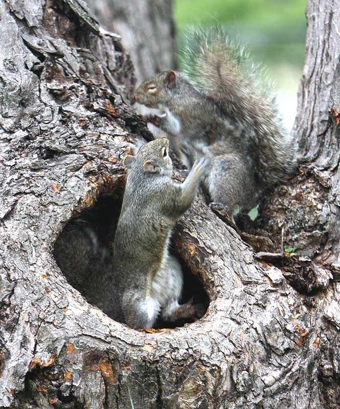 Fight over a hiding place in our backyard