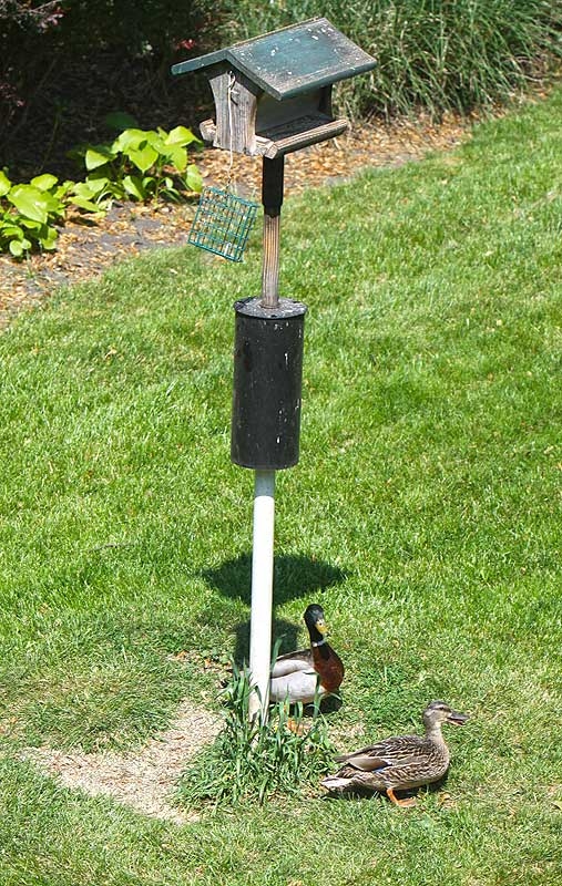 Yeah, it's a bird feeder - but a duck feeder?