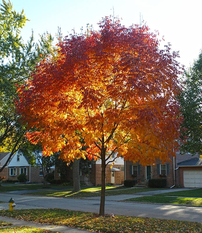 Having a surprisingly colorful fall this year