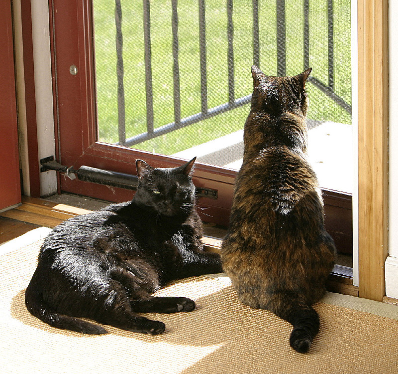 Cats happy with sun and smells.