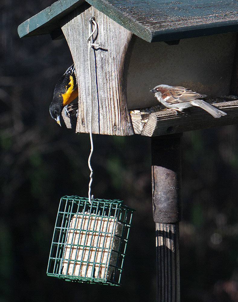 A first for us - a Baltimore Oriole