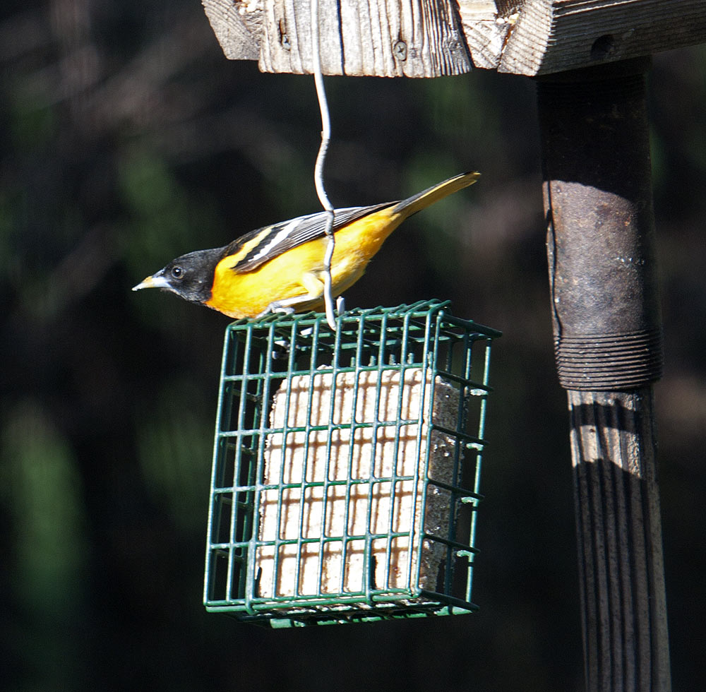 Who knew they liked suet - I didn't