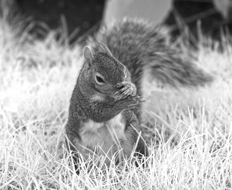 Squirrel washing his face