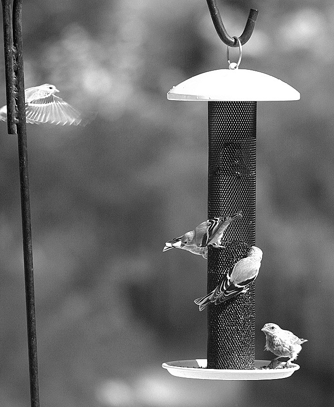 Finch heading toward the niger seed feeder
