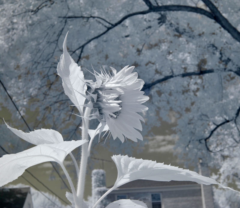 Infrared light, tall sunflower looking toward house