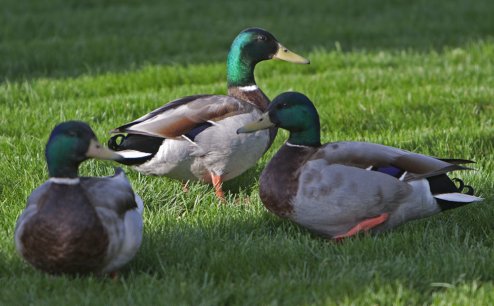 We usually have a male and female....this is our backyard, not some duck reserve