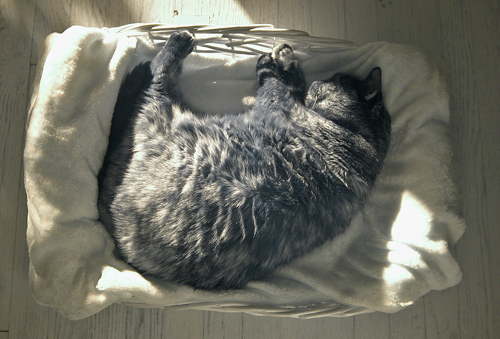 Cat + Sun = Happy Cat