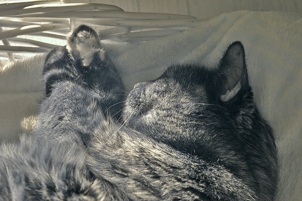 Koko in a basket in the sun