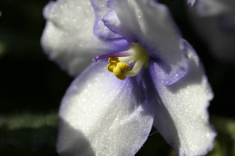 African Violet