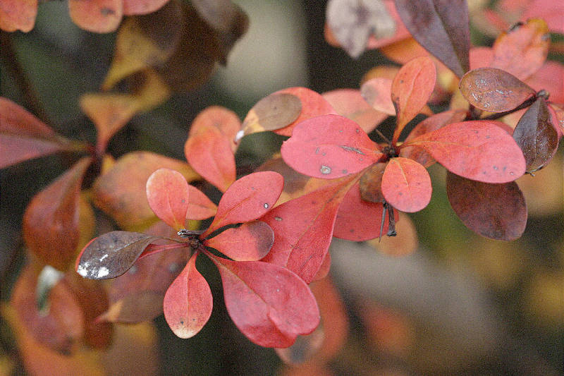 End-of-fall color