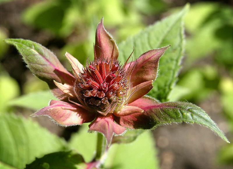 <i>Monarda didyma</i>