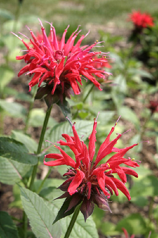 Bee Balm