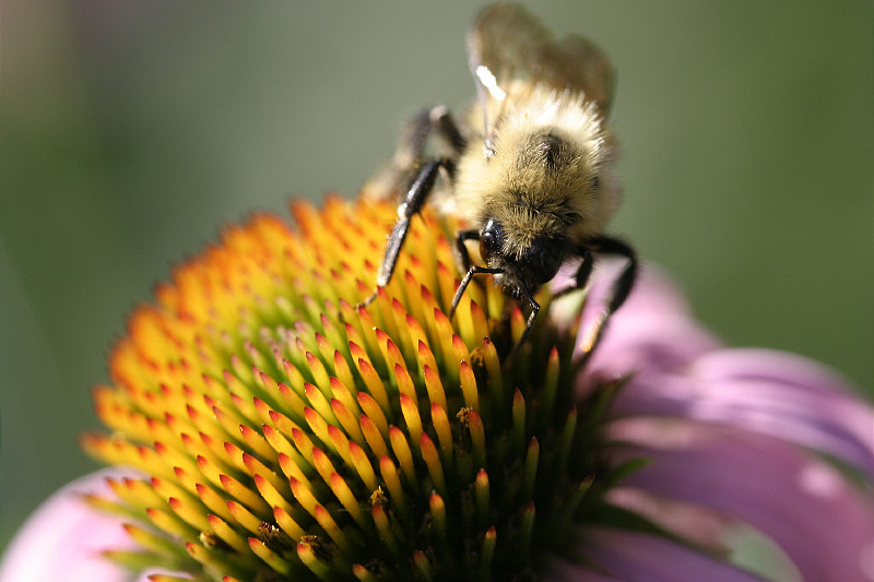 Bee enjoying the coneflower buffet