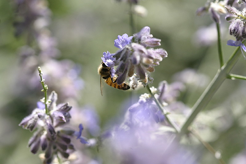 Bees love this plant