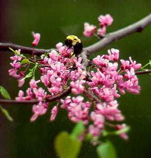 Bee on flowering plum tree blossom