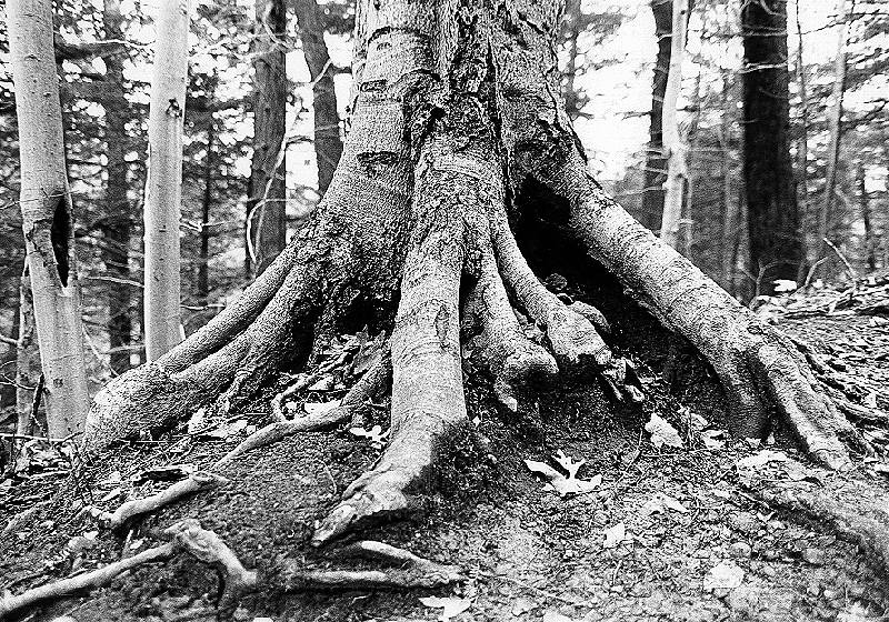 Roots of a beech tree