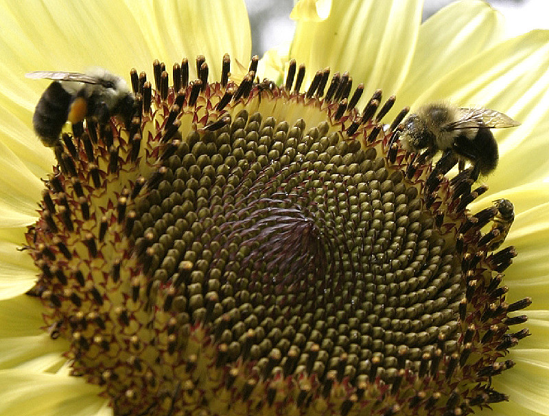 Love that sunflower nectar; crowded with bees