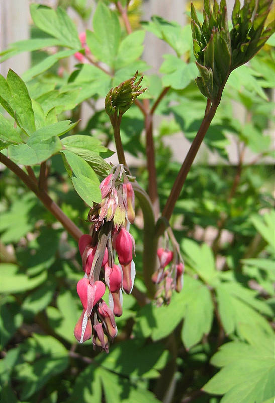 Bleeding heart beginning to blossom