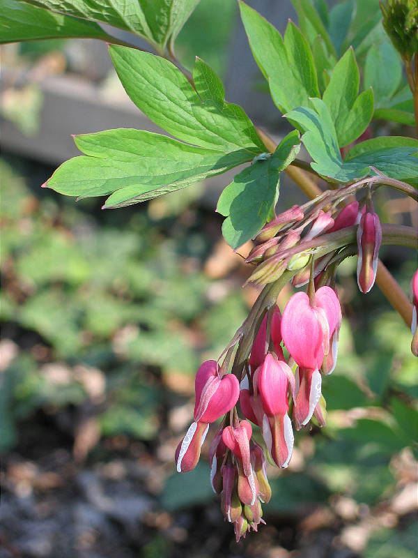 Bleeding Heart Blossoms