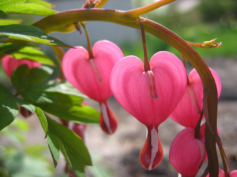 Bleeding Heart