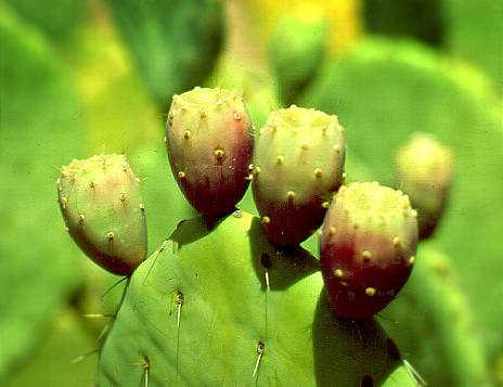 Cactus Buds