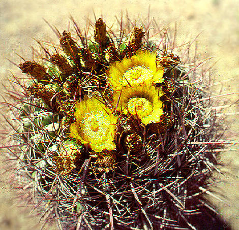 Cactus flowers, Arizona