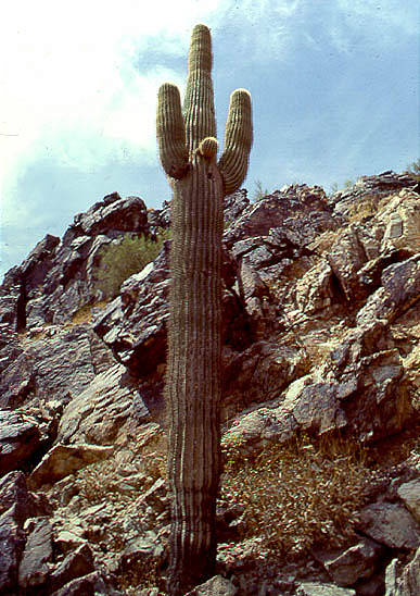 Saguaro cactus reaches for the sky, Arizona