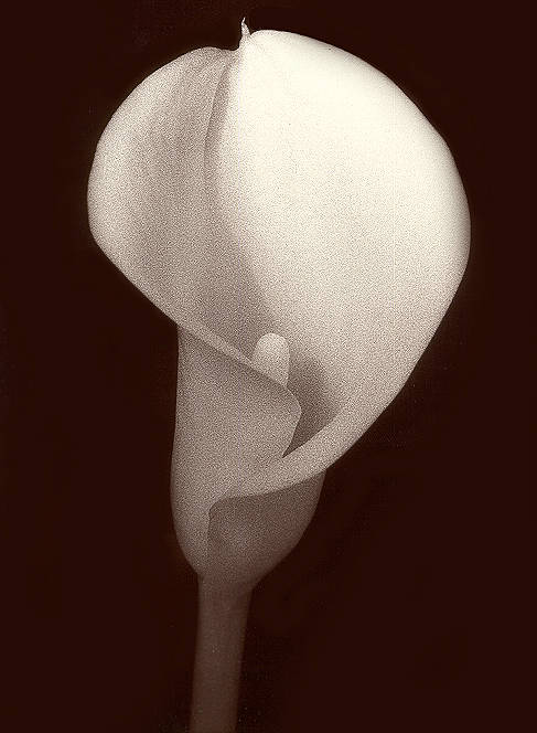 Calla Lily, Lincoln Park Conservatory, Chicago (IR film)